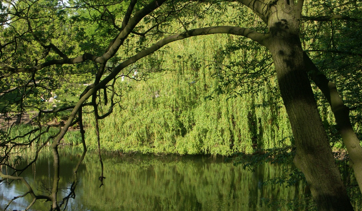 Trauerweide am See