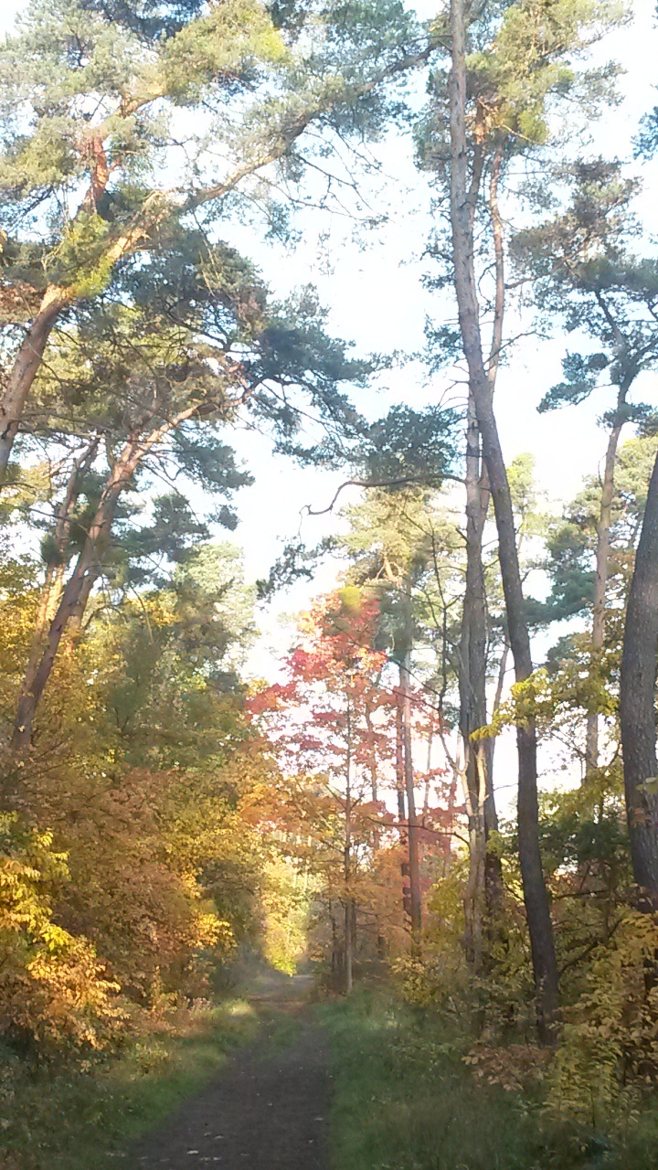 Waldweg