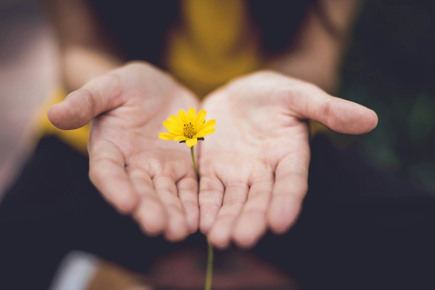 Hande mit Blume
