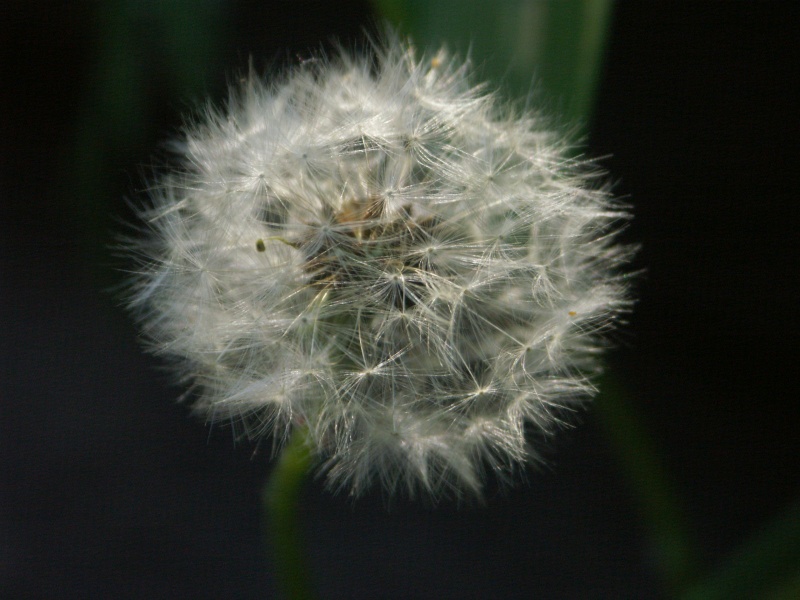 Pusteblume