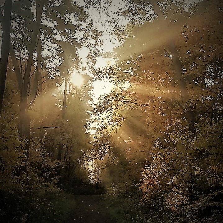 WALD WEG